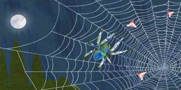 örümcek ağının gizemi nedir